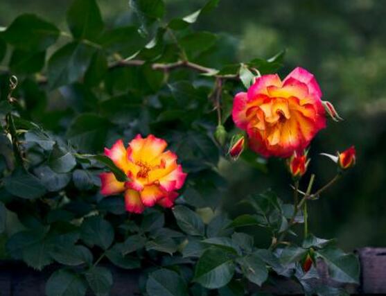 野薔薇花語是什麼 野薔薇花語代表著浪漫的愛情 發財農業網