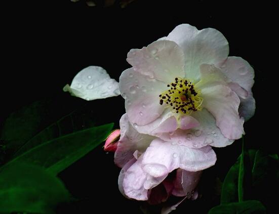 薔薇花怎麼澆水，薔薇花澆水方法