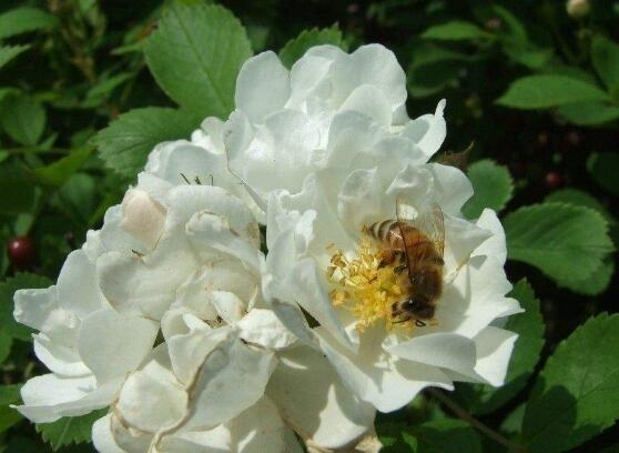 薇花怎麼吃，薔薇花五大最常見吃法