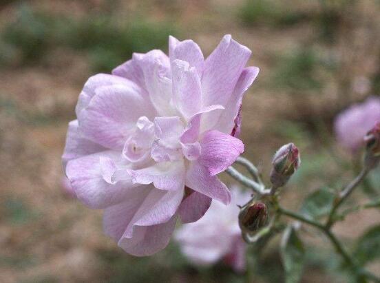 薇花怎麼吃，薔薇花五大最常見吃法