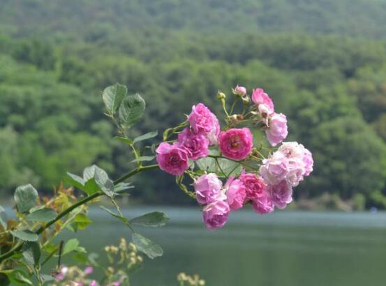 薔薇花的花語和傳說，薔薇花象征著愛情與愛的思念