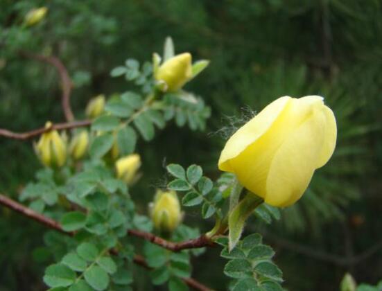 薔薇花什麼時候開花，薔薇花花期在4-9月(開花半年)