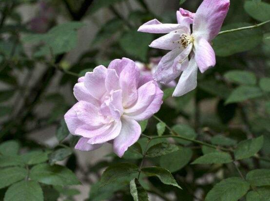 薔薇花葉子發白怎麼辦，薔薇花葉子發白解決辦法