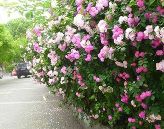 薔薇花冬天掉葉子是怎麼回事，冬天掉葉子解決辦法