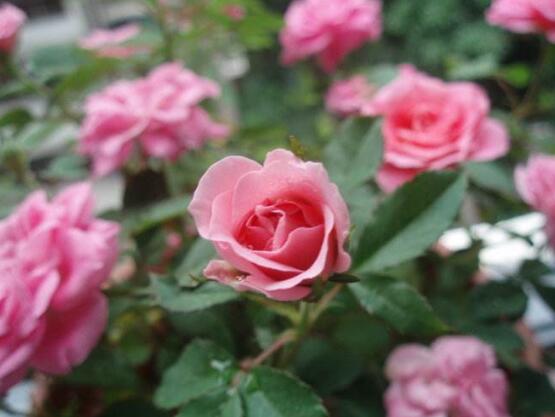 薔薇花種子怎麼種，盤點薔薇花種子種法