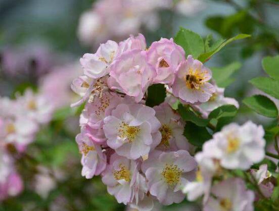 薔薇花花期，薔薇花在哪個季節開