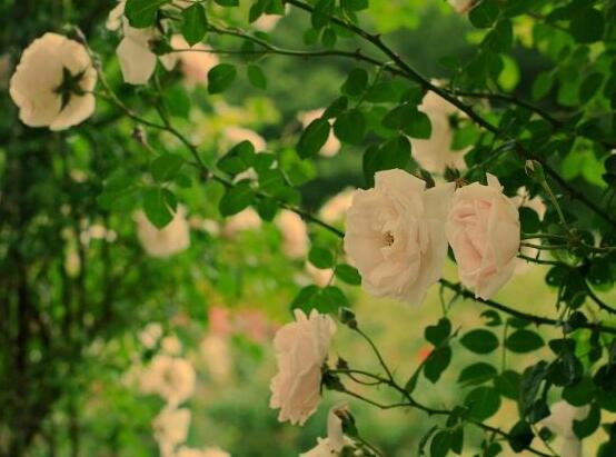 薔薇花花期，薔薇花在哪個季節開