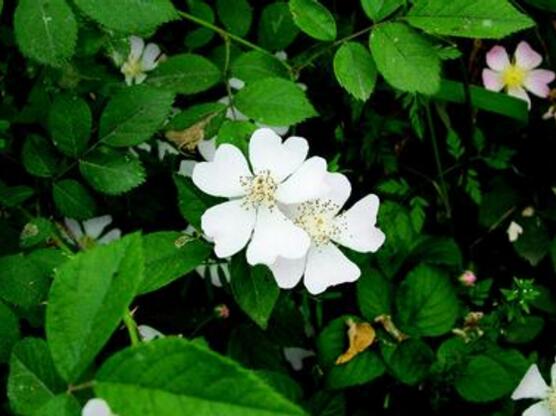 薔薇葉子發黃還能活麼，薔薇花葉子發黃怎麼辦