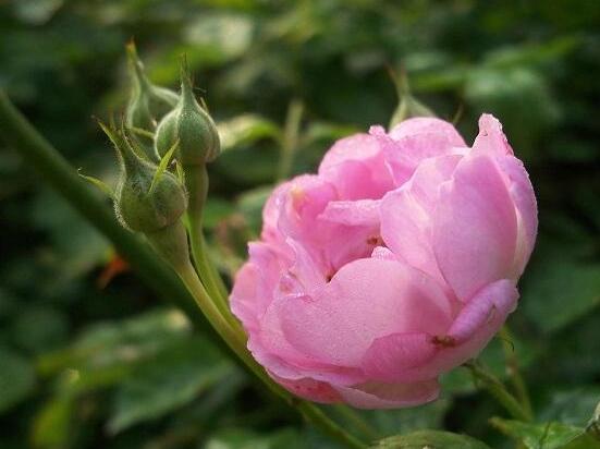 薔薇葉子發黃還能活麼，薔薇花葉子發黃怎麼辦