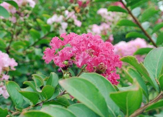 薔薇葉子發黃還能活麼，薔薇花葉子發黃怎麼辦