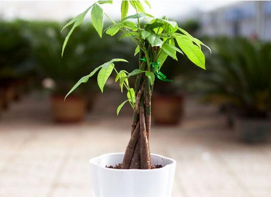 冬天怎麼給發財樹抗寒，發財樹冬季養護技巧