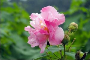 芙蓉花什麼時候開，芙蓉花一年開幾次花