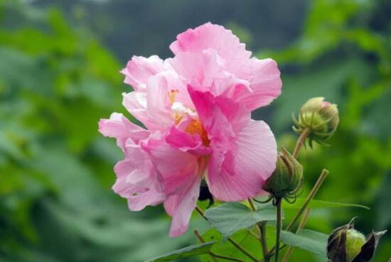 芙蓉花什麼時候開，芙蓉花一年開幾次花