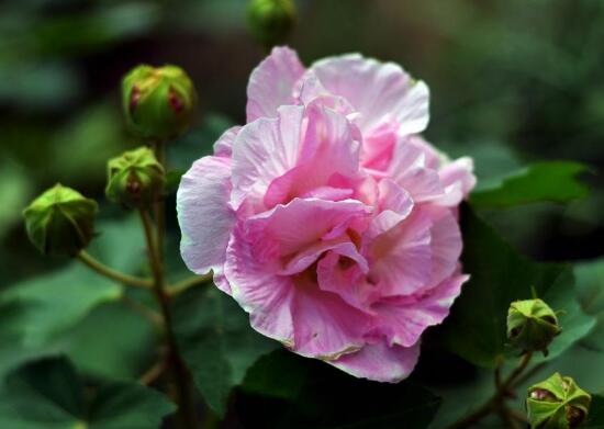 芙蓉花什麼時候開，芙蓉花一年開幾次花