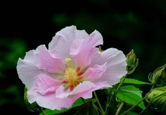 芙蓉花什麼時候開，芙蓉花一年開幾次花