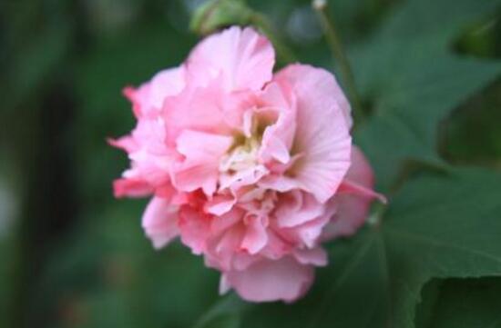 芙蓉花什麼時候開，芙蓉花一年開幾次花