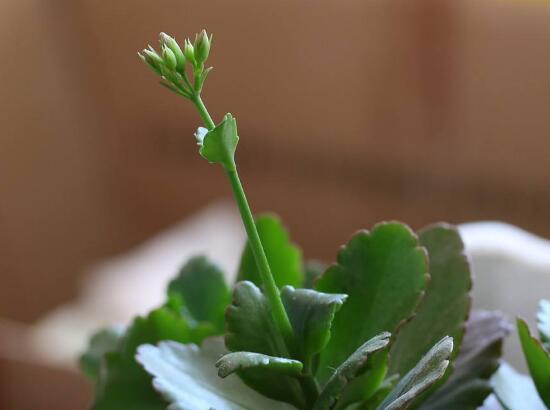 長壽花為什麼不開花，長壽花不開花怎麼辦