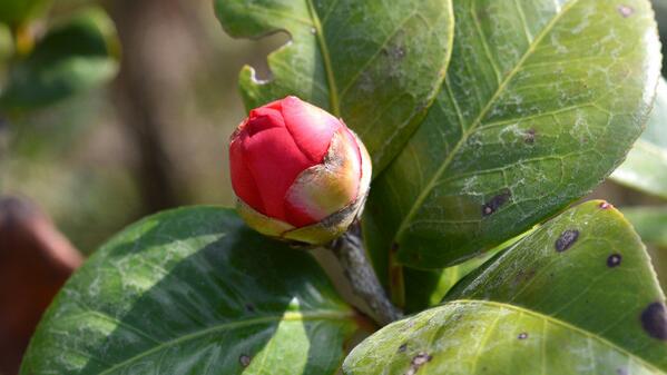 茶花為什麼有蕾不開花