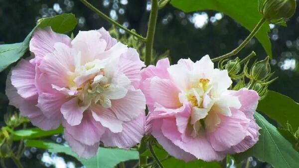 芙蓉花怎麼養，芙蓉花適合在室內養嗎