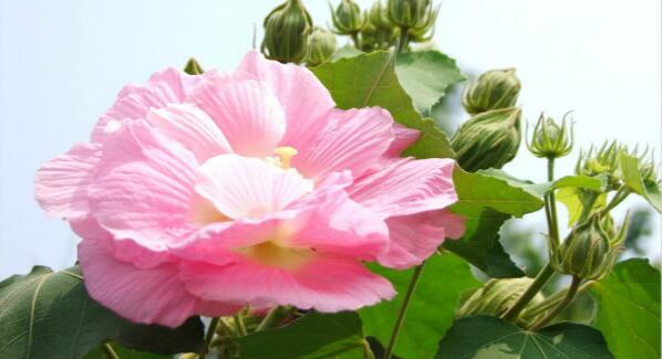 芙蓉花怎麼養，芙蓉花適合在室內養嗎