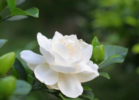 梔子花澆什麼水好，梔子花多久澆一次水