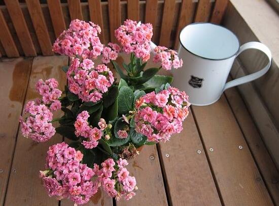 長壽花在室內養好嗎，長壽花家養有什麼好處