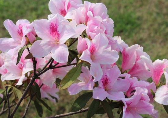 家裏養杜鵑花吉祥嗎，杜鵑花的寓意和象征