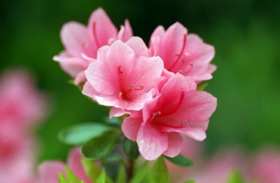 家裏養杜鵑花吉祥嗎，杜鵑花的寓意和象征