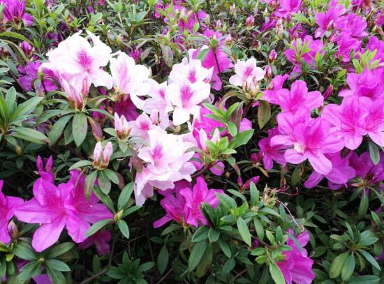 家裏養杜鵑花吉祥嗎，杜鵑花的寓意和象征