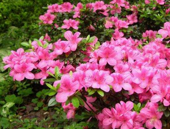 家裏養杜鵑花吉祥嗎，杜鵑花的寓意和象征