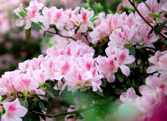 家裏養杜鵑花吉祥嗎，杜鵑花的寓意和象征