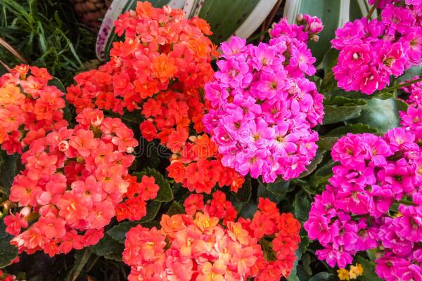 夏季怎樣養長壽花，長壽花夏季養殖方法