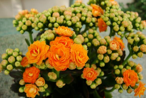 夏季怎樣養長壽花，長壽花夏季養殖方法