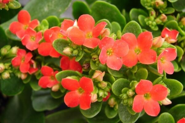 夏季怎樣養長壽花，長壽花夏季養殖方法