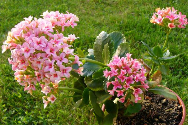 夏季怎樣養長壽花，長壽花夏季養殖方法