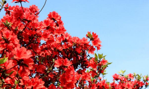 杜鵑花夏天怎麼養，杜鵑花夏天怎麼管理