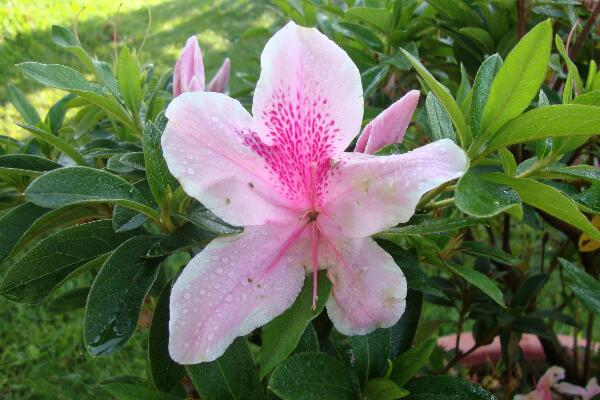 杜鵑花怎麼養，杜鵑花的養殖方法和注意事項