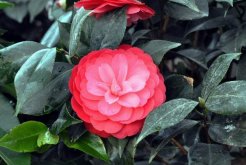 六角大紅茶花怎麼養殖，六角紅茶花的養殖方法