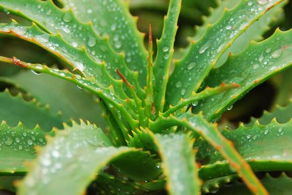 蘆薈的養殖方法，花盆、土壤的選擇至關重要