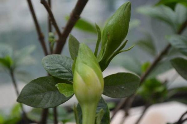 梔子花隻長花苞不開花怎麼辦，主要原因以及處理辦法