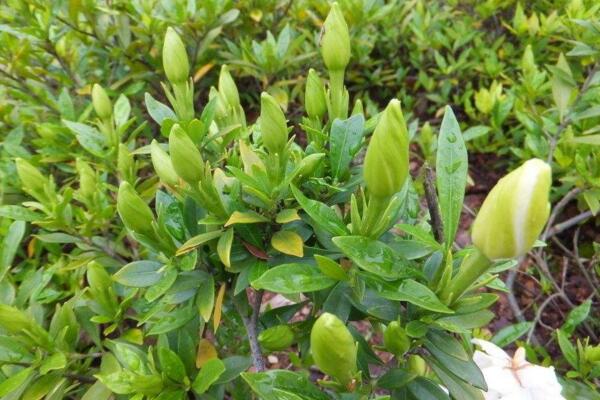 梔子花隻長花苞不開花怎麼辦，主要原因以及處理辦法