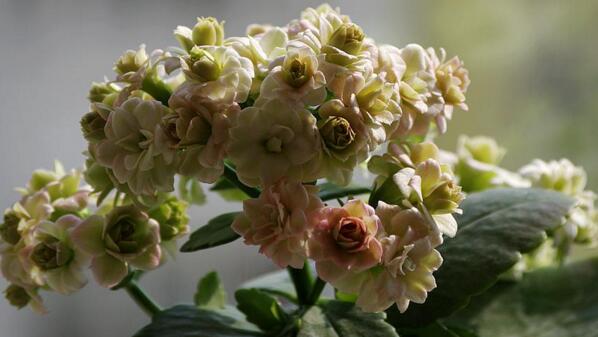 長壽花夏天開花嗎，夏天不開花進入休眠期