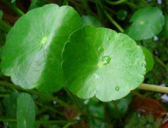 銅錢草怎麼澆水，最適水溫22-28度