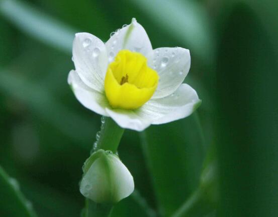 水仙花什麼季節開花，水仙花花期在冬季開放