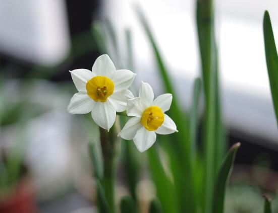 水仙花什麼季節開花，水仙花花期在冬季開放