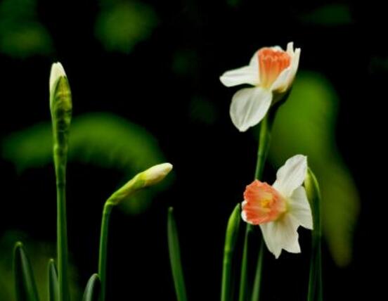 水仙花什麼季節開花，水仙花花期在冬季開放