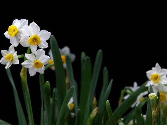 水仙花什麼季節開花，水仙花花期在冬季開放