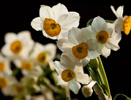 水仙花什麼季節開花，水仙花花期在冬季開放