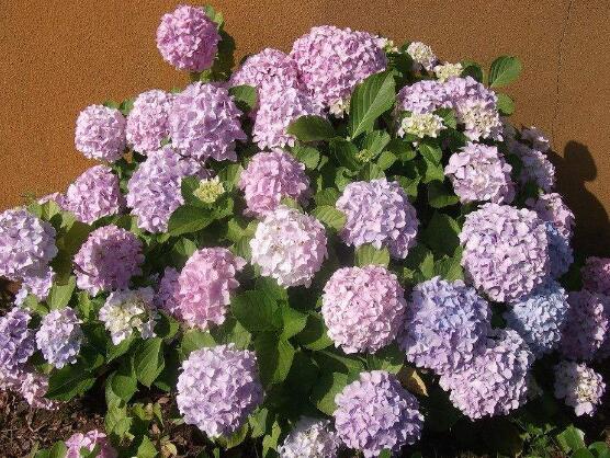 繡球花夏季怎麼養，六個方法教你安然度夏