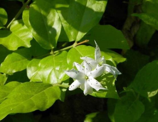 毛茉莉和茉莉花的區別，教你三種區別方法(習性/葉子/花序)